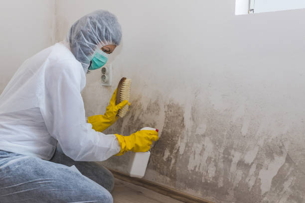 Best Black Mold Removal  in Whitwell, TN