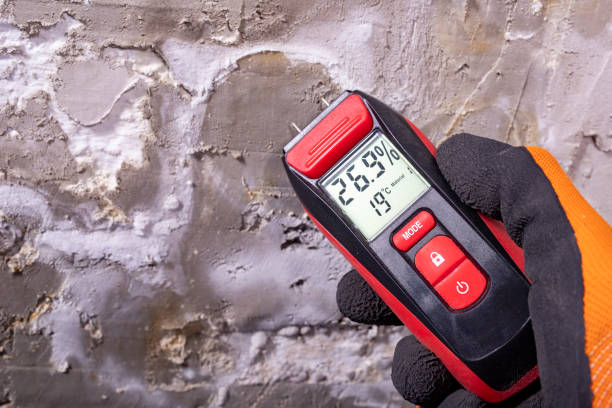 Best Local Mold Removal Service  in Whitwell, TN