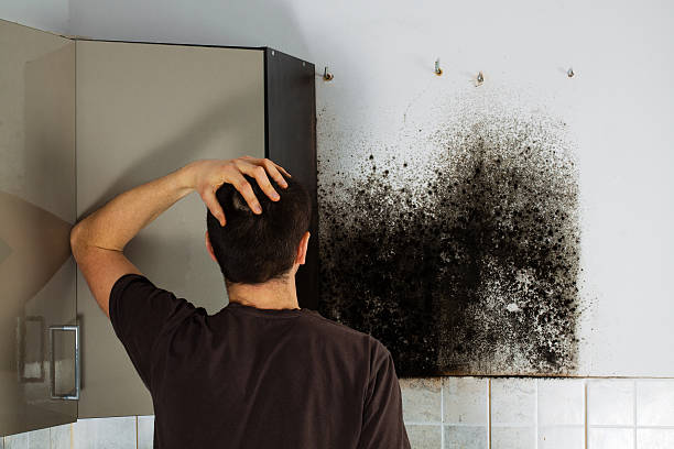 Best Commercial Mold Removal  in Whitwell, TN